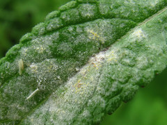 Neoerysiphe galeopsidis