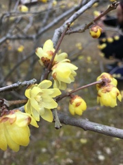 Chimonanthus praecox
