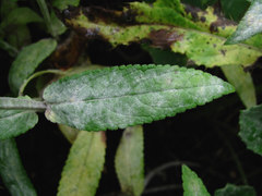 Neoerysiphe galeopsidis