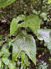 Passiflora capsularis