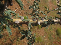 Prosopis cineraria