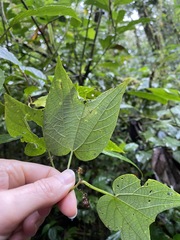 Passiflora capsularis