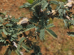 Prosopis cineraria