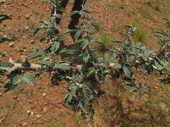 Prosopis cineraria