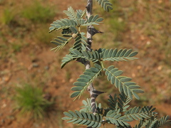 Prosopis cineraria