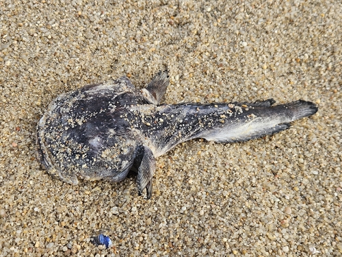 Halobatrachus didactylus