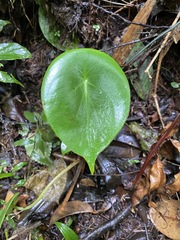 Peperomia hernandiifolia image