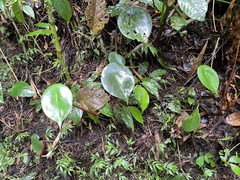 Peperomia hernandiifolia