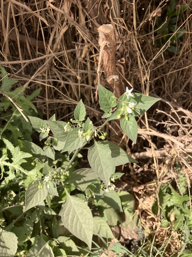 black nightshade