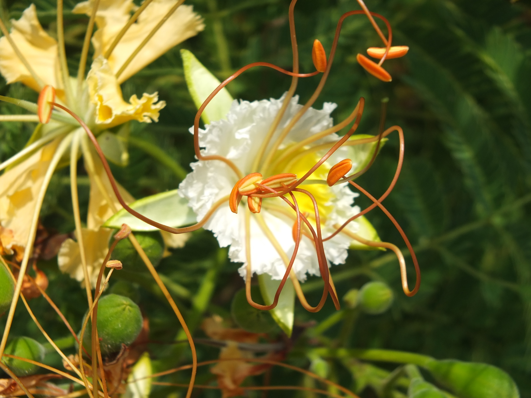 Delonix elata (L.) Gamble