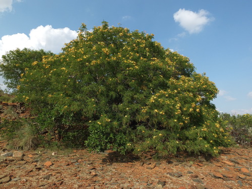 Image of Delonix elata by (c) Siddarth Machado, some rights reserved (CC BY)