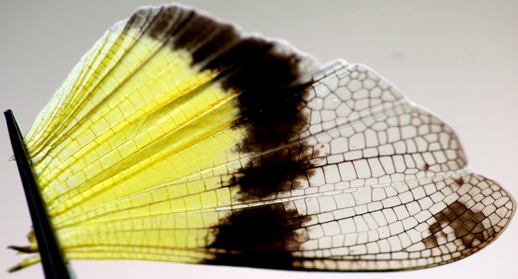 Australian Yellow-winged Locust