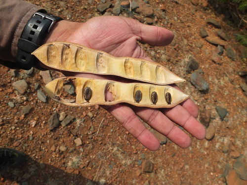 Image of Delonix elata by (c) Siddarth Machado, some rights reserved (CC BY)