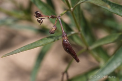 Vincetoxicum mongolicum, photograph Wang.QG, CC BY, iNaturalist via GBIF