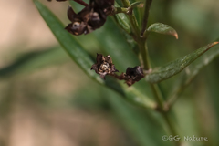 Vincetoxicum mongolicum, photograph Wang.QG, CC BY, iNaturalist via GBIF