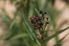 Vincetoxicum mongolicum