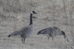 Branta canadensis moffitti