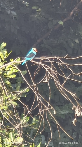 Blue-breasted Kingfisher