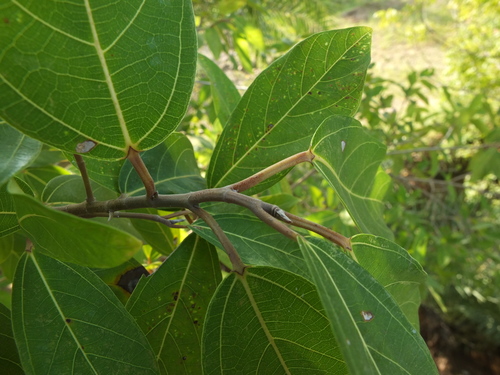 Ficus racemosa