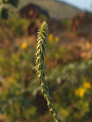 Achyranthes bidentata