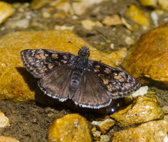 Erynnis pacuvius