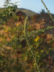 Achyranthes bidentata