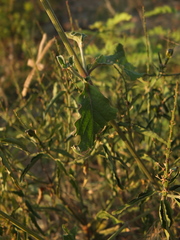 Achyranthes bidentata