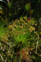 Cyperus prolifer