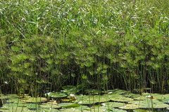 Cyperus prolifer