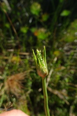 Cyperus prolifer