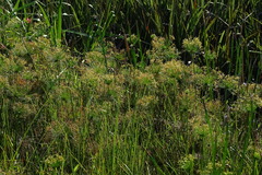 Cyperus prolifer