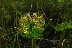 Cyperus prolifer