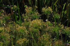 Cyperus prolifer