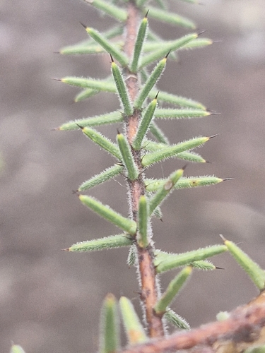 Hooked Wattle (Acacia echinula)