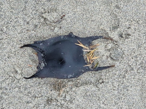 Raja clavata