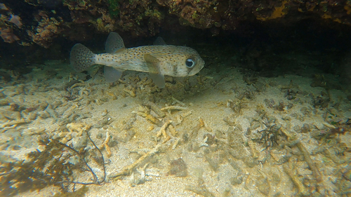 Diodon hystrix