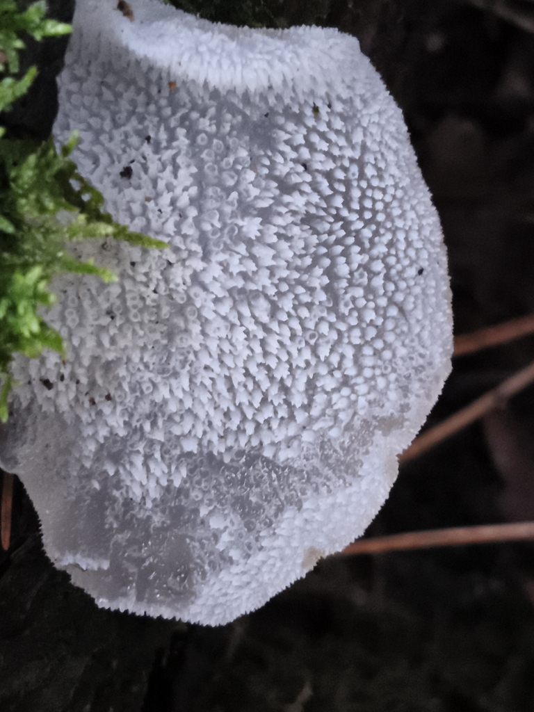Pseudohydnum gelatinosum · February 2026 · photo: © jose_castro (iNaturalist, CC)