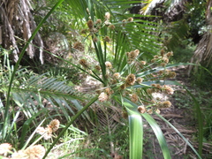 Cyperus solidus