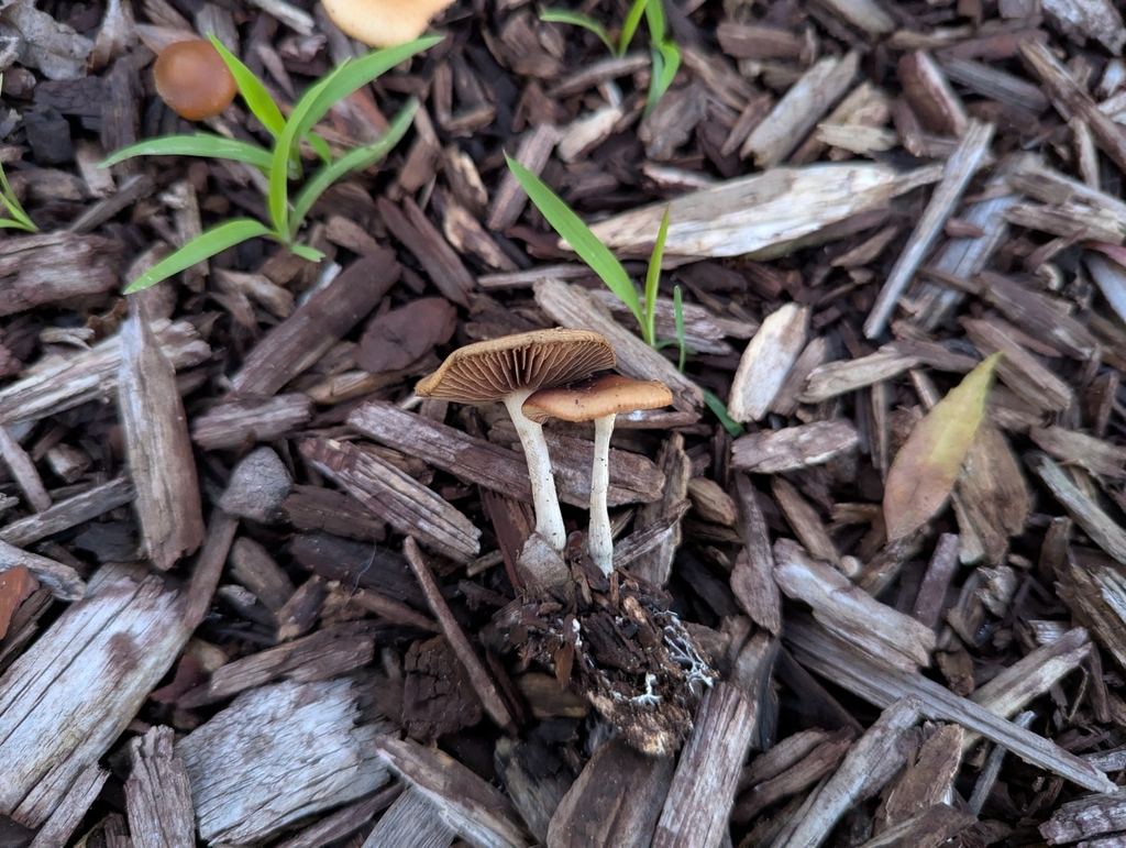 Psilocybe cyanescens · November 2025 · photo: © alex_wentworth (iNaturalist, cc-by)