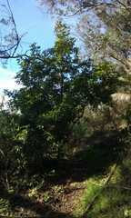 Pittosporum undulatum