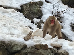 Macaca fuscata fuscata