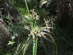 Cyperus solidus