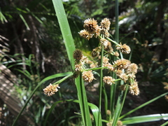 Cyperus solidus