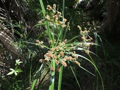 Cyperus solidus