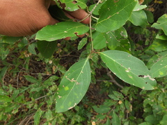 Combretum albidum