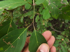 Combretum albidum
