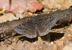 Erynnis telemachus