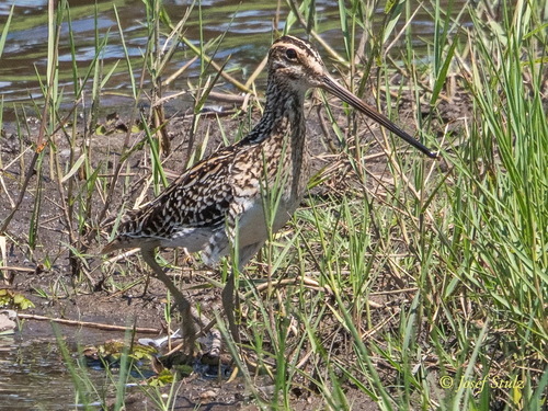 iNaturalist image