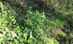 Solanum furcatum