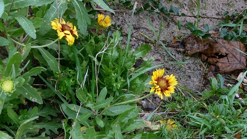 Hybrid Blanketflower (Gaillardia ×)